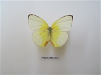 藏品(遷粉蝶)的圖片